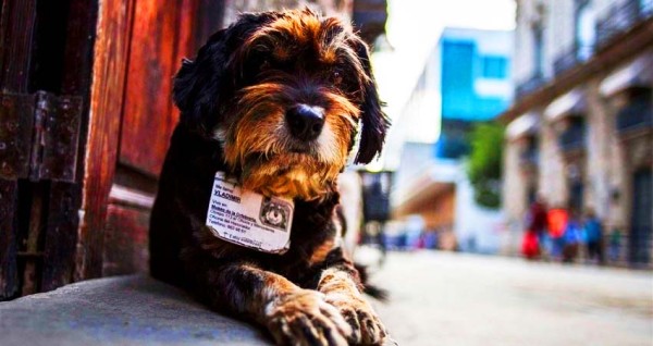 Havanamazing: dogs with id!?}}